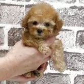 タイニープードル