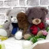 タイニープードル【埼玉県・男の子・2025年11月3日・レッド】の写真2