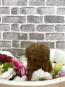 トイプードル(トイ)【埼玉県・女の子・2025年3月25日・レッド】の写真3