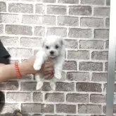 マルチーズ【埼玉県・女の子・2025年11月11日・ホワイト】の写真4