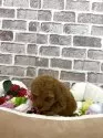 トイプードル(トイ)【埼玉県・女の子・2025年3月25日・レッド】の写真6