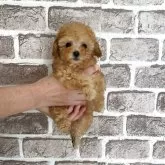 ティーカッププードル【埼玉県・女の子・2025年9月22日・アプリコット】の写真6