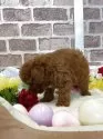 トイプードル(トイ)【埼玉県・男の子・2025年3月25日・レッド】の写真8