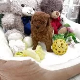 タイニープードル【埼玉県・男の子・2025年11月3日・レッド】の写真10