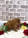 トイプードル(トイ)【埼玉県・女の子・2025年3月25日・レッド】の写真9