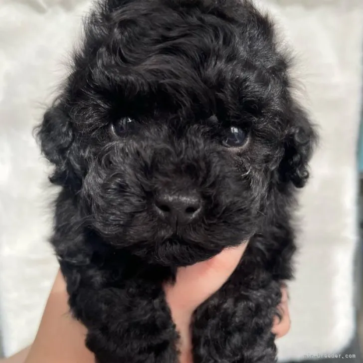 ID:2302-00257の子犬
