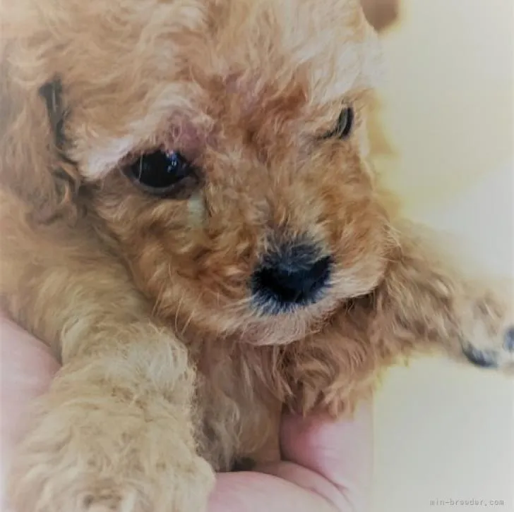 ID:2209-03427の子犬