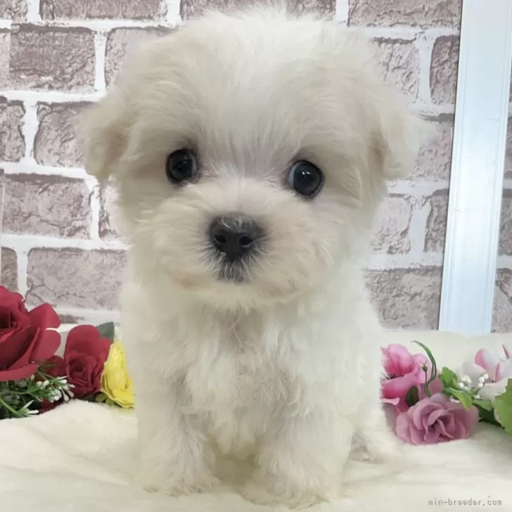 ID:2409-00108の子犬