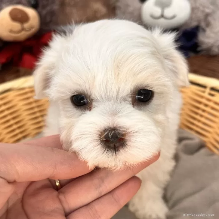 ID:2402-05765の子犬