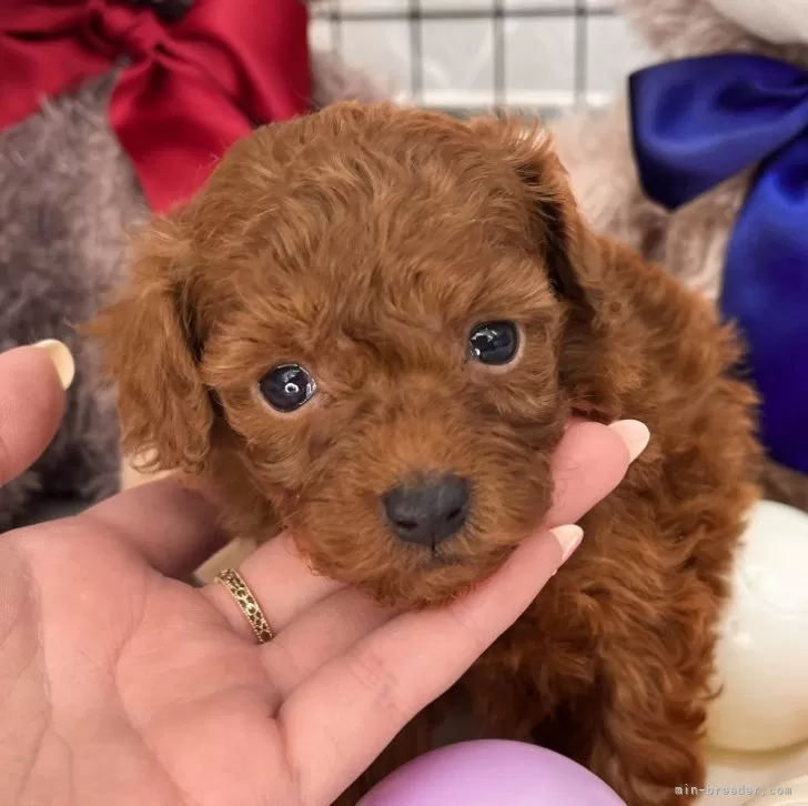 ID：2312-04878の子犬