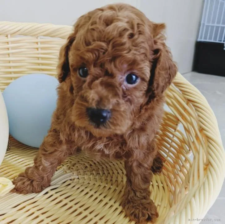 ID:2210-00671の子犬