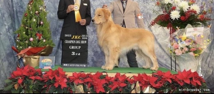 神永　勇(かみなが　いさむ)ブリーダー(千葉県・ゴールデンレトリバー・JKC登録)の紹介写真6