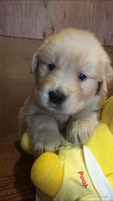 ID:2004-00617の子犬