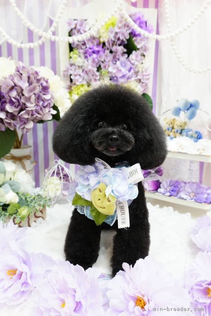 03  りーMaMa様専用追加 静岡矢田 みなみ(やた みなみ)ブリーダー｜みんなのブリーダー