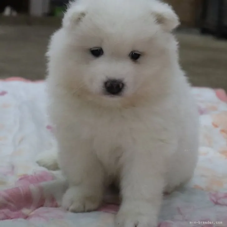 ID:2310-04562の子犬