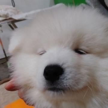 サモエド【静岡県・男の子・2022年8月31日・ホワイト】の写真「大きくて毛量が凄い」
