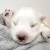 日本スピッツ【千葉県・女の子・2025年2月25日・ホワイト】の写真2