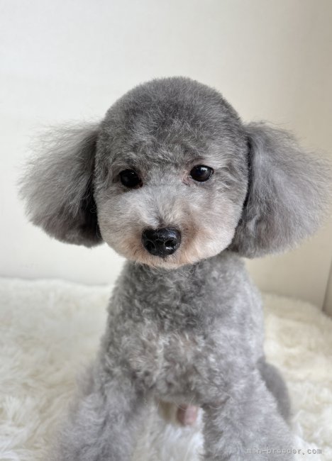 トイプードル【・男の子・2018年10月19日・シルバー】