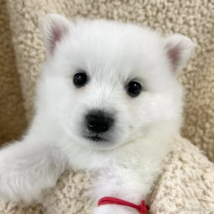 ID:2408-06632の子犬