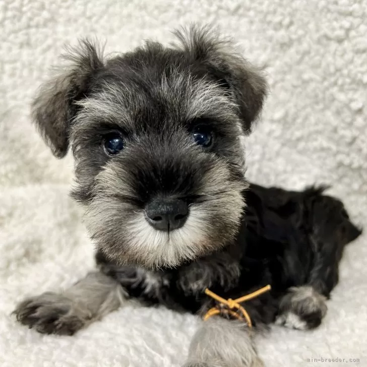 ID：2409-05522の子犬
