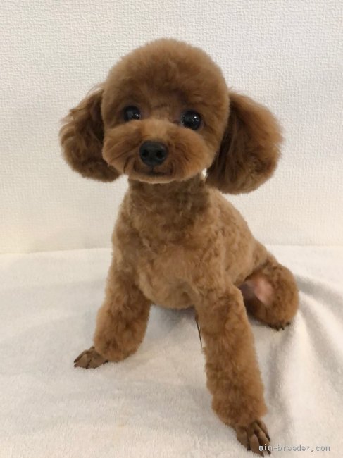 トイプードル(トイ)【・男の子・2019年11月30日・レッド】