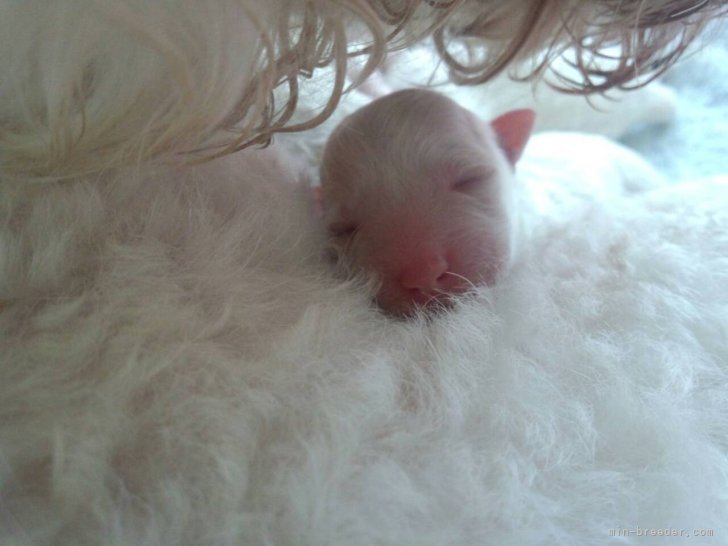 瀬戸　智恵美(せと　ちえみ)ブリーダー(福岡県・ミニチュアシュナウザーなど・JKC/日本犬保存会登録)の紹介写真3