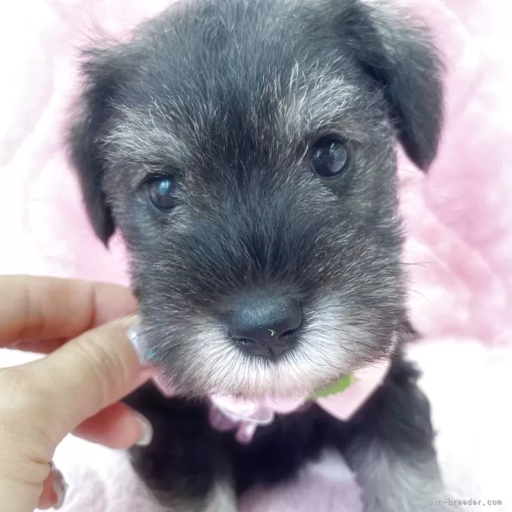 ID：2504-05153の子犬