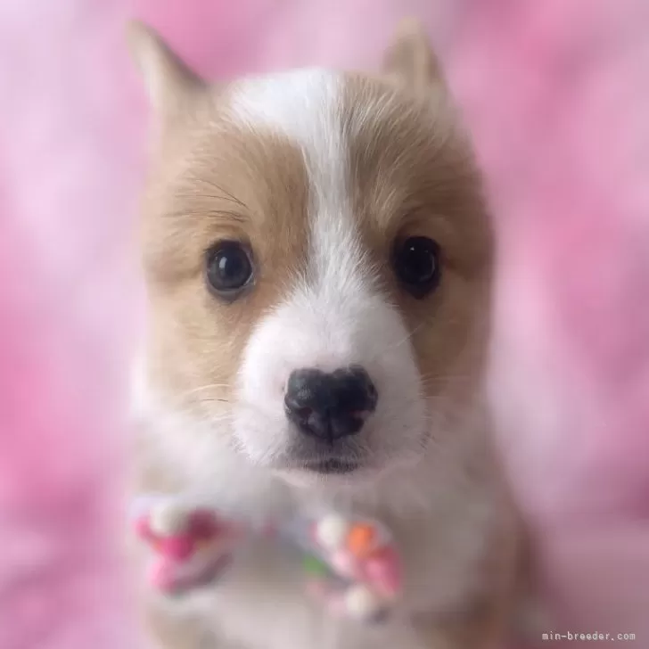 ID:2503-02792の子犬
