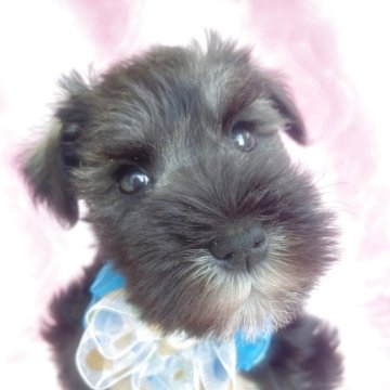 ミニチュアシュナウザー【福岡県・男の子・2025年10月9日・ソルト&ペッパー】の写真「早期ご予約受付中‼️断尾済」