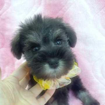 ミニチュアシュナウザー【福岡県・女の子・2025年10月9日・ソルト&ペッパー】の写真「早期ご予約受付中‼️断尾済」