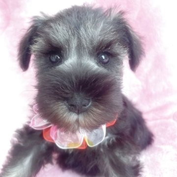 ミニチュアシュナウザー【福岡県・女の子・2025年10月9日・ソルト&ペッパー】の写真「早期ご予約受付中‼️断尾済」