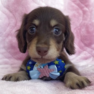 ミニチュアダックスフンド(ロング)【福岡県・男の子・2025年6月22日・チョコレート&イエロー】の写真「🥰動画😊凛々しい男の子」