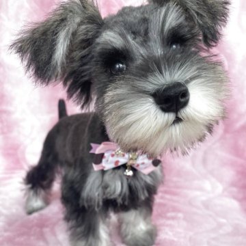 ミニチュアシュナウザー【福岡県・女の子・2025年4月11日・ソルト&ペッパー】の写真「動画あり❣️断尾済」