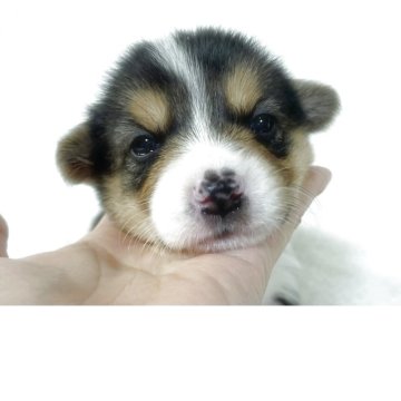 ウェルシュ・コーギー・ペンブローク【福岡県・男の子・2025年10月11日・ブラック・タン&ホワイト】の写真「🥰両親共に遺伝子検査クリア🧡断尾済み」