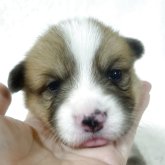 ウェルシュ・コーギー・ペンブローク