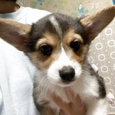 ウェルシュ・コーギー・ペンブローク