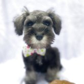 ミニチュアシュナウザー