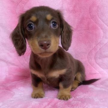 ミニチュアダックスフンド(ロング)【福岡県・男の子・2022年9月20日・チョコレート&タン】の写真「可愛い男の子❤️会いに来てね❣️」