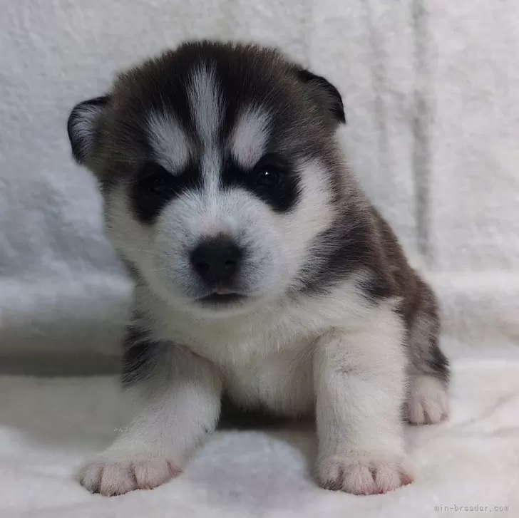 ID：2501-02731の子犬