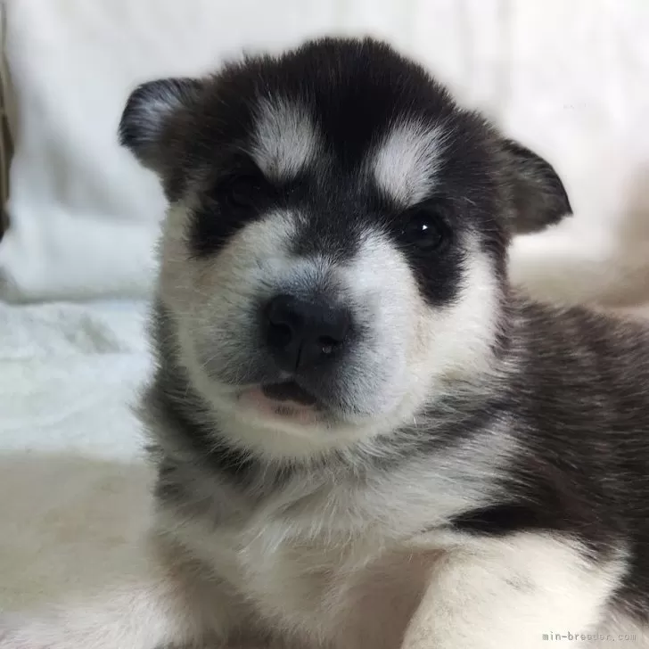 ID：2501-02738の子犬