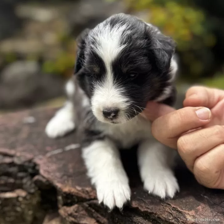 kyota 様のお迎えした子犬
