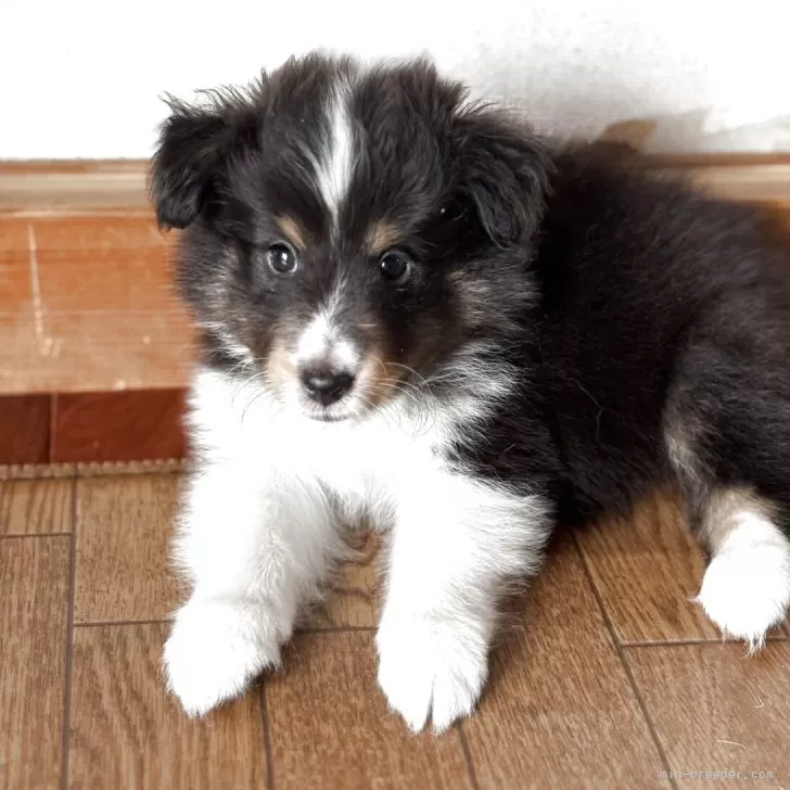 ID：2507-05558の子犬