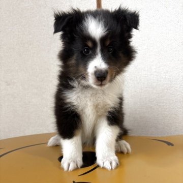 シェットランドシープドッグ【愛知県・男の子・2025年6月26日・トライ】の写真「おっとりしたお兄さんタイプ」