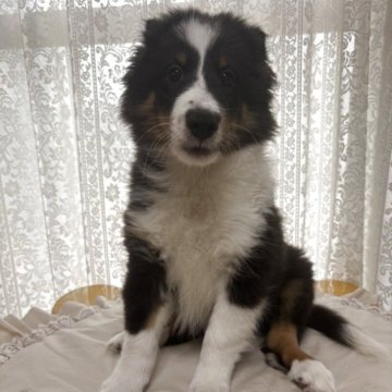 シェットランドシープドッグ【愛知県・男の子・2025年6月26日・トライ】の写真「JKCチャンピオンの父親の血を継いだ男の子」