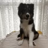 シェットランドシープドッグ