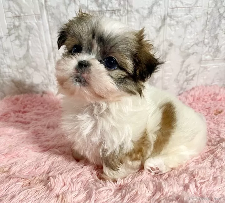 ミックス(マルチーズ×シーズー)【北海道・男の子・2025年3月8日