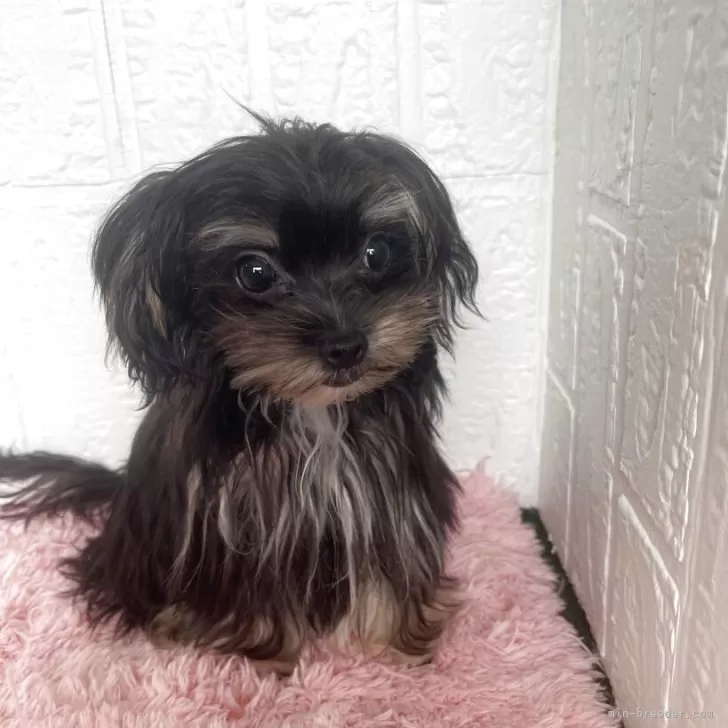 K.K 様のお迎えした子犬