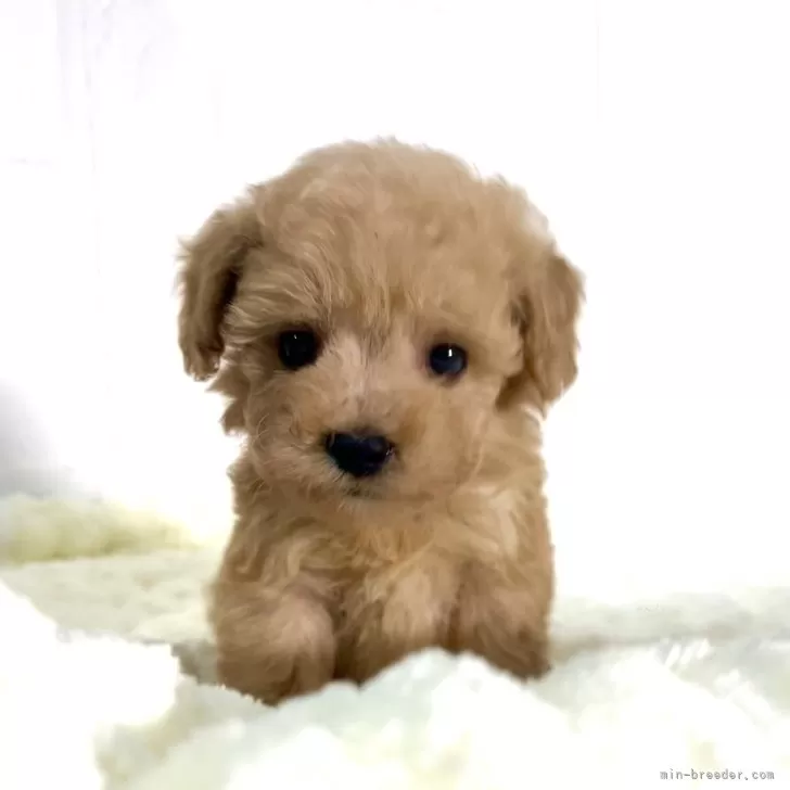 ID：2506-01384の子犬