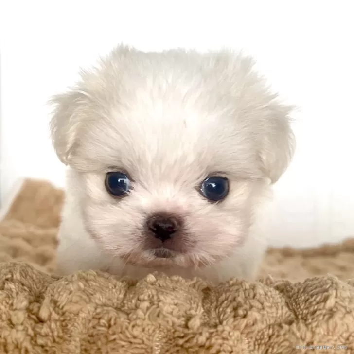 リー 様のお迎えした子犬