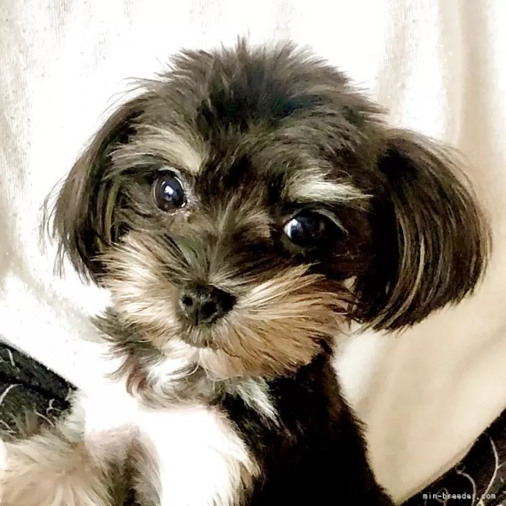 C.A 様のお迎えした子犬